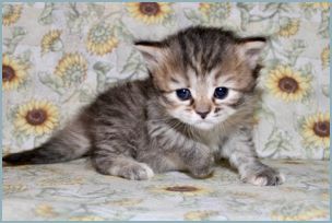 Female Siberian Kitten from Deedlebug Siberians